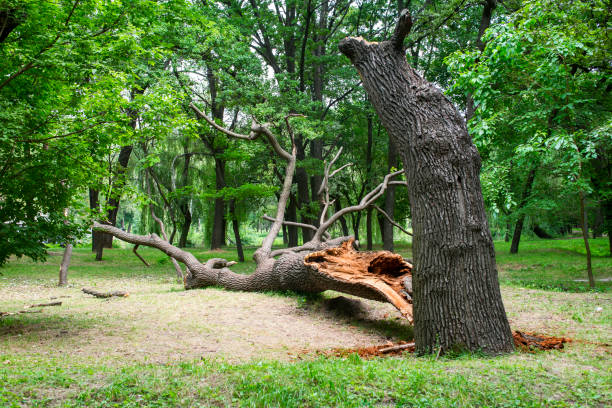 Best Tree Trimming and Pruning  in Urbancrest, OH