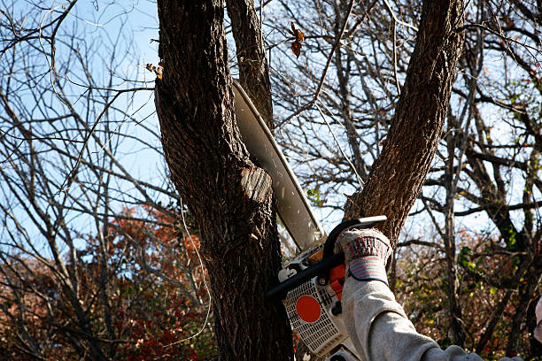 Best Palm Tree Trimming  in Urbancrest, OH