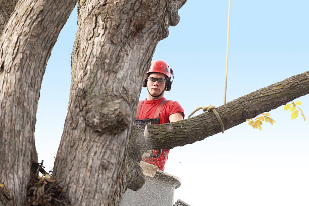 How Our Tree Care Process Works  in  Urbancrest, OH